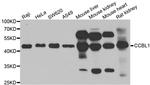 CCBL1 Antibody in Western Blot (WB)