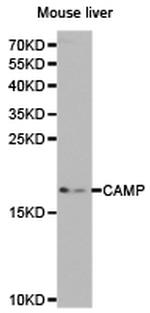 Cathelicidin Antibody in Western Blot (WB)