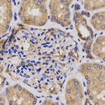 CDKN3 Antibody in Immunohistochemistry (Paraffin) (IHC (P))