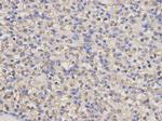 HMOX1 Antibody in Immunohistochemistry (Paraffin) (IHC (P))