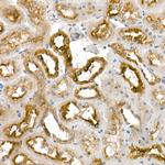 Kallikrein 1 Antibody in Immunohistochemistry (Paraffin) (IHC (P))