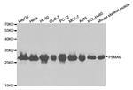 PSMA6 Antibody in Western Blot (WB)