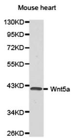 WNT5A Antibody in Western Blot (WB)