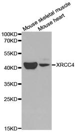 XRCC4 Antibody in Western Blot (WB)