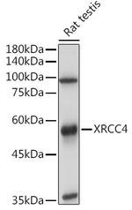 XRCC4 Antibody in Western Blot (WB)