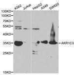 AKR1C3 Antibody in Western Blot (WB)