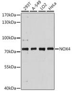 NOX4 Antibody in Western Blot (WB)