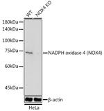 NOX4 Antibody in Western Blot (WB)