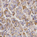 UGT1A9 Antibody in Immunohistochemistry (Paraffin) (IHC (P))