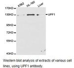 UPF1 Antibody in Western Blot (WB)