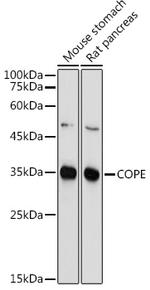 COPE Antibody in Western Blot (WB)