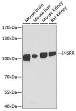 INSRR Antibody in Western Blot (WB)