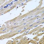 NSF Antibody in Immunohistochemistry (Paraffin) (IHC (P))