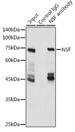 NSF Antibody in Immunoprecipitation (IP)