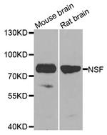 NSF Antibody in Western Blot (WB)