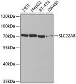 SLC22A8 Antibody in Western Blot (WB)