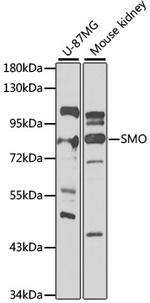 SMO Antibody in Western Blot (WB)