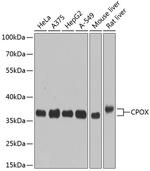 CPOX Antibody in Western Blot (WB)