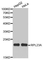 RPL23A Antibody in Western Blot (WB)