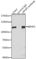 KAP3 Antibody in Immunoprecipitation (IP)