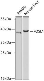 Fra1 Antibody in Western Blot (WB)