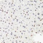 POLR2B Antibody in Immunohistochemistry (Paraffin) (IHC (P))