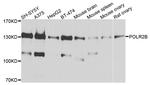 POLR2B Antibody in Western Blot (WB)