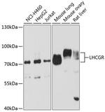 LHR Antibody in Western Blot (WB)