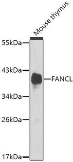 FANCL Antibody in Western Blot (WB)