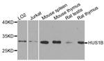 HUS1B Antibody in Western Blot (WB)