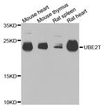 UBE2T Antibody in Western Blot (WB)