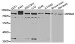 WDR48 Antibody in Western Blot (WB)