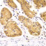 SCO2 Antibody in Immunohistochemistry (Paraffin) (IHC (P))