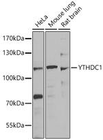 YTHDC1 Antibody in Western Blot (WB)