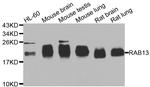 RAB31 Antibody in Western Blot (WB)