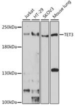 TET3 Antibody in Western Blot (WB)