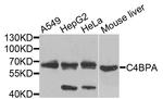 C4BPA Antibody in Western Blot (WB)