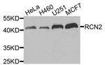 RCN2 Antibody in Western Blot (WB)