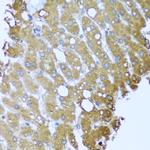 STRN Antibody in Immunohistochemistry (Paraffin) (IHC (P))