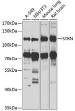 STRN Antibody in Western Blot (WB)