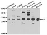 DPM1 Antibody in Western Blot (WB)