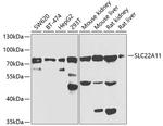 SLC22A11 Antibody in Western Blot (WB)