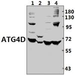 ATG4D Antibody in Western Blot (WB)