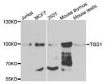 PIMT Antibody in Western Blot (WB)