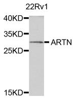 Artemin Antibody in Western Blot (WB)