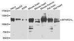 MTHFD1L Antibody in Western Blot (WB)