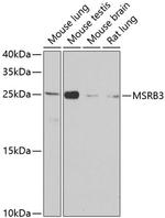 MSRB3 Antibody in Western Blot (WB)