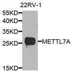 METTL7A Antibody in Western Blot (WB)