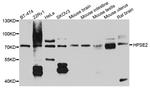 HPa2 Antibody in Western Blot (WB)