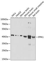 ITPK1 Antibody in Western Blot (WB)